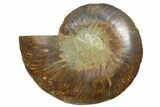 Cut & Polished Ammonite Fossil (Half) - Madagascar #347506-1
